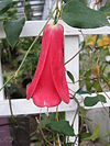 Lapageria rosea1.jpg