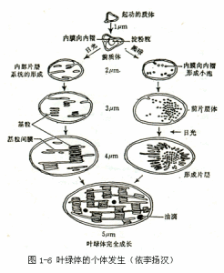 植物細胞