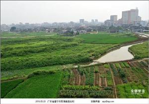 蓮壇村[廣東省普寧市軍埠鎮蓮壇行政村]