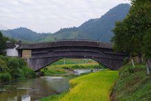 古橋流水稻香濃 - 2013.9