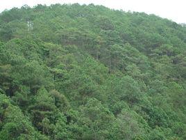 三村村[雲南紅河縣三村鄉下轄村]