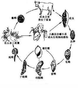 肝片吸蟲的生活史