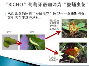 bicho比戈