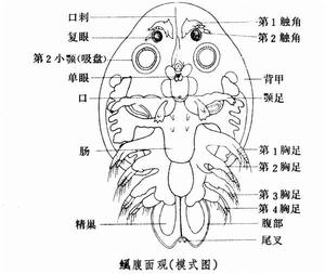 鰓尾綱