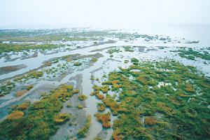 上海九段沙濕地國家級自然保護區