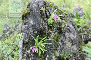 象牙參[植物]