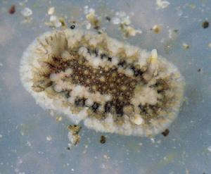 （圖）Onchidoris bilamellata