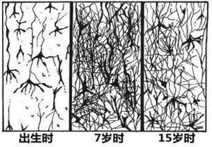 神經突觸