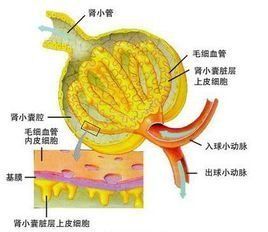 腎小球