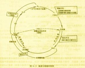 氮素生物循環圖