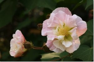 （圖）芙蓉花