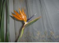 Strelitzia reginae