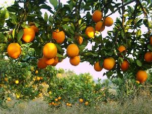 （圖）柑橘