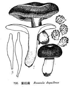 圖 720 紫紅菇 : 1. 子實體， 2. 孢子， 3. 褶側囊體