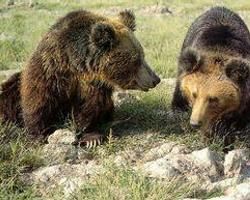 西伯利亞棕熊