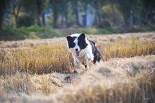 邊境牧羊犬奔跑