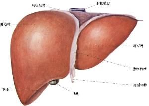 肝硬化肝功能失代償期