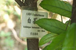 白茶樹