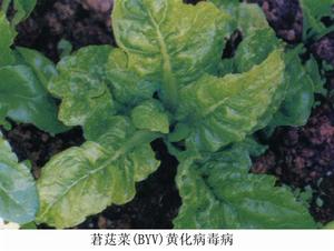 莙薘菜(BYV)黃化病毒病