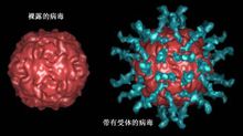 脊髓灰質炎病毒