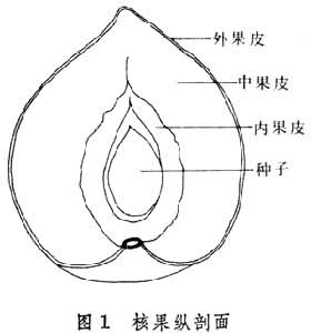 果實