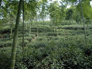 顧渚山茶園