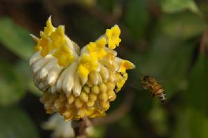 （圖）結香花