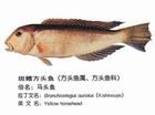 斑鰭方頭魚