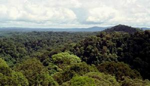 汶萊淡布隆國家森林公園