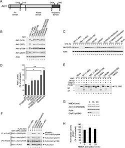 caspase