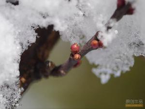 三月又下冰粒子，冰覆蓋的花苞越發的美麗！
