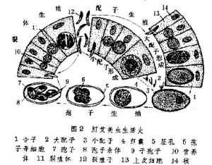 艾美球蟲科