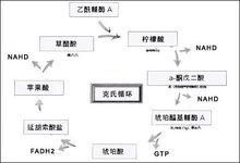 克氏循環圖解