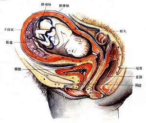 雌性生殖系統