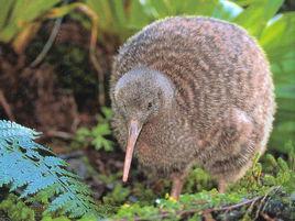 kiwi[幾維鳥的英文名稱]