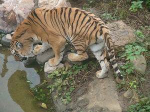 合肥市野生動物園東北虎