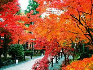 陵川紅葉