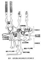 光感受器