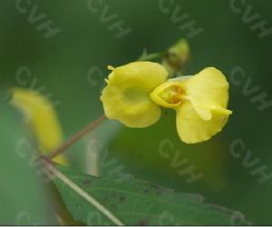 菱葉鳳仙花