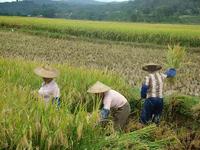 芒博村水稻收割