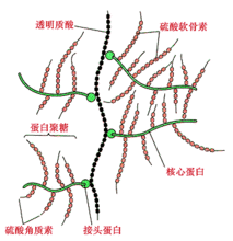 皮膚中的作用