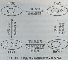 F質粒