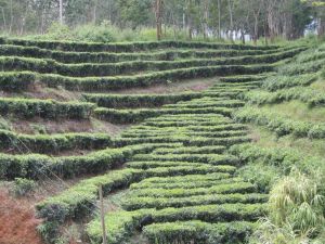 茶葉種植