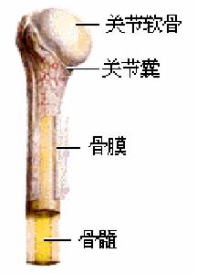 骨組織之間被增生的纖維組織