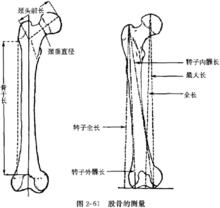 大腿長