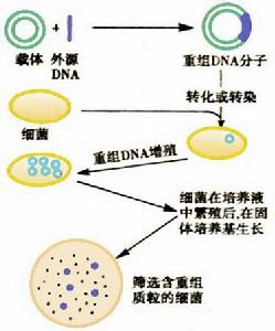 基因直接重組