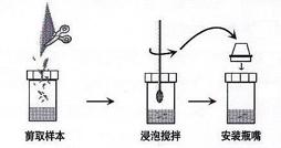 精斑鑑定試紙