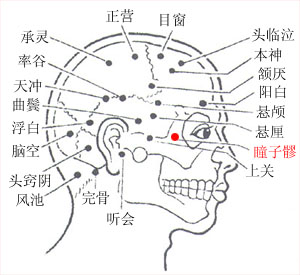 瞳子髎