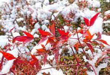 瓊港鎮雪景高清組圖5