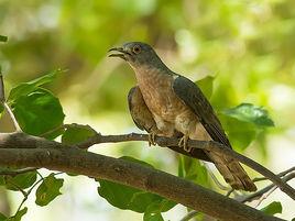 杜鵑[鳥綱杜鵑屬通稱]